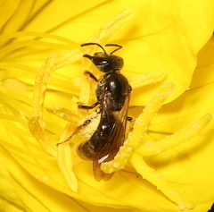 Halictus
