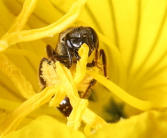 Halictus