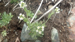 Draba borealis