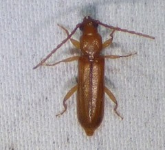 Smodicum cucujiforme