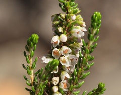 Erica deflexa