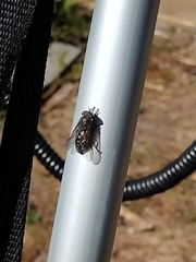 Hybomitra bimaculata