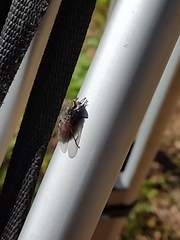 Hybomitra bimaculata