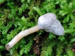 Hypomyces cervinigenus