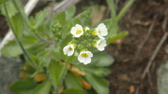 Draba borealis
