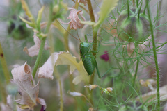 Tettigonia viridissima