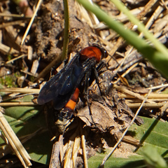 Psorthaspis sanguinea