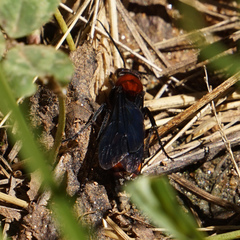 Psorthaspis sanguinea