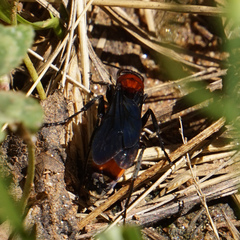 Psorthaspis sanguinea
