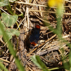 Psorthaspis sanguinea