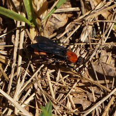 Psorthaspis sanguinea