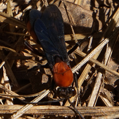 Psorthaspis sanguinea