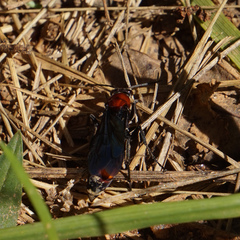 Psorthaspis sanguinea