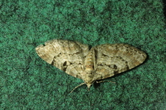 Eupithecia abietaria