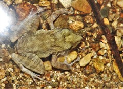 Craugastor aurilegulus