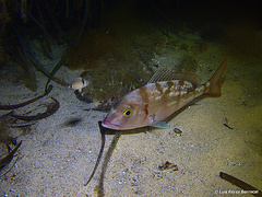 Pagellus erythrinus