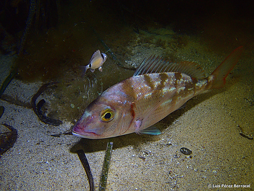 Common pandora (Pagellus erythrinus) — Sparidae — 2