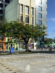 Delonix regia