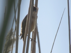 Acrocephalus stentoreus