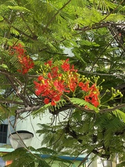 Delonix regia