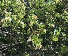 Philaethria wernickei