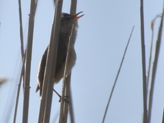 Acrocephalus stentoreus