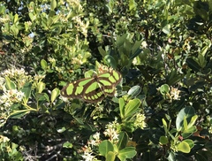 Philaethria wernickei