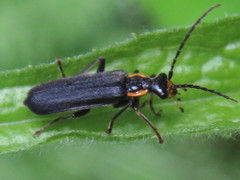 Podabrus rugosulus