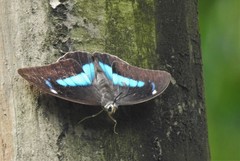 Archaeoprepona demophon