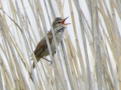 Acrocephalus stentoreus