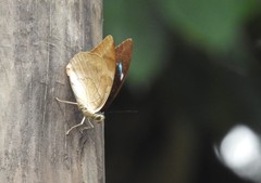 Archaeoprepona demophon