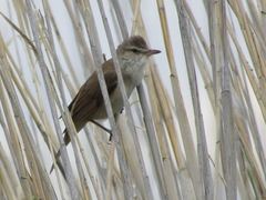 Acrocephalus stentoreus