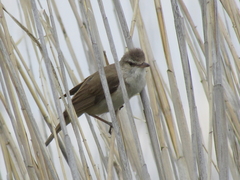 Acrocephalus stentoreus