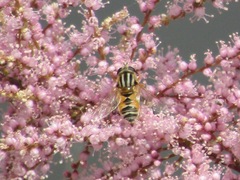Helophilus continuus