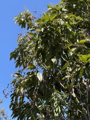 Ormosia semicastrata
