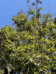 Ormosia semicastrata