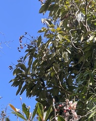 Ormosia semicastrata