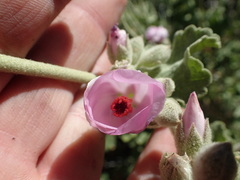 Malacothamnus orbiculatus