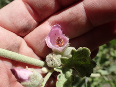 Malacothamnus orbiculatus