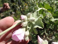 Malacothamnus orbiculatus