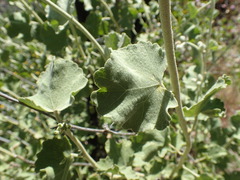 Malacothamnus orbiculatus