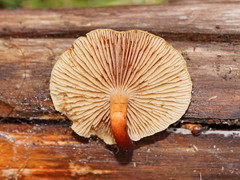 Pholiota communis