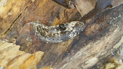 Philomycus sellatus