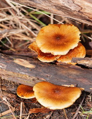 Pholiota communis