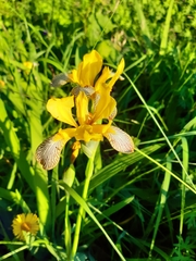 Iris variegata