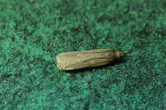 Helcystogramma arulensis