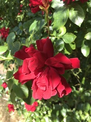 Rosa