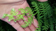 Capsodes flavomarginatus