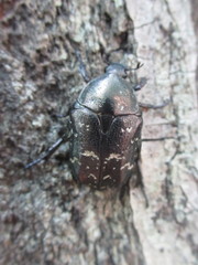 Protaetia brevitarsis
