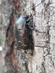 Protaetia brevitarsis